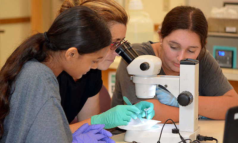 Two students look on as an educator looks through a microscope to visualize a DNA barcoding specimen