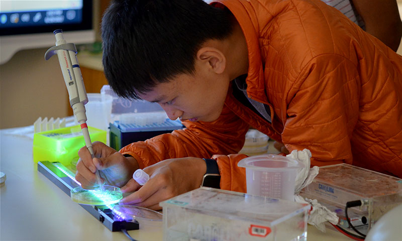 Students work with glowing bacteria